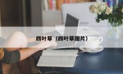 四叶草（四叶草图片）