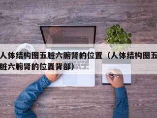 人体结构图五脏六腑肾的位置（人体结构图五脏六腑肾的位置背部）