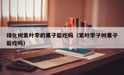 绿化树紫叶李的果子能吃吗（紫叶李子树果子能吃吗）